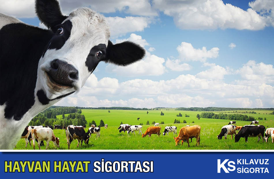 Hayvan Hayat Sigortası Kılavuz Sigorta