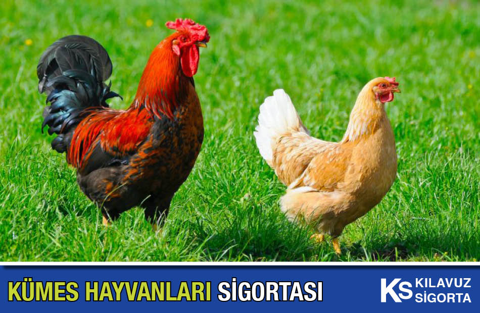 Kümes Hayvanları Sigortası Kılavuz Sigorta